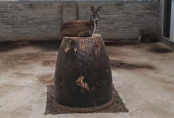 哪里有林麝养殖